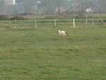 avril 2012 le 02 cigogne 1_redimensionner.JPG