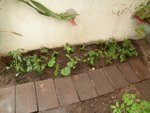 Et donc voici les plants acheté mi en nourrice dans la serre avant de les mettre en pleines terre.