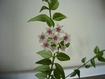 hoya.JPG