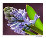 _DSC2250-Modifier3.jpg