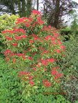 pieris x.jpg