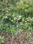 cornus et Cie x.jpg