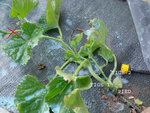 Plant pour taille.jpg