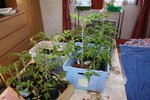Le coin tomates elles sont plutôt serrées et les feuilles s'emmèlent.