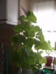 La plante. Elle se plaît aussi très bien à l'extérieur, s'il fait doux ou chaud. Elle n'aime pas le soleil direct