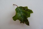P1050070-2.jpg