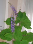 Les fleurs en épi.<br />Elles sont odorantes, le parfum est légèrement acidulé.