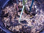 terre pied de tomate (411x550).jpg