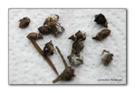 _DSC6918-ModifierWeb.jpg