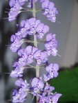Détail des fleurs.