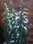 voici ma fameuse plante &quot;inconnue&quot;