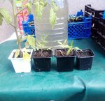 IMG_20120420_122503.jpg