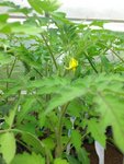 premiere fleur sur petit moineau