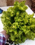 salade bâgé.jpg