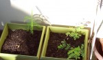 Plante x 004.jpg