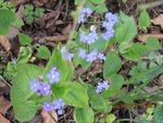 brunnera x.jpg