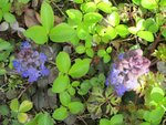 ajuga x.jpg