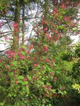 ribes x.jpg