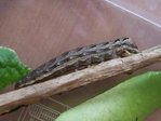 DSCF8589.JPG