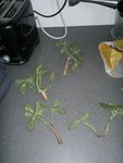2012-04-21-006.jpg