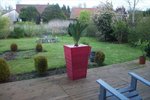 Cycas revoluta 1.JPG