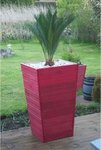 Cycas revoluta.JPG