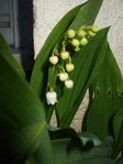 DSCF8593.JPG