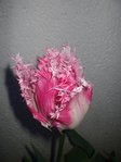 rose3.JPG