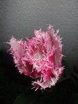 rose2.JPG