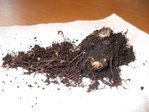 tubercule gloxiana.JPG