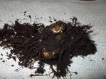 tubercule gloxiana (5).JPG