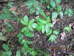 2012-04-24 peste x.jpg