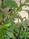 DSC08516.JPG
