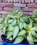 IMG_20120424_164951.jpg