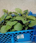 IMG_20120424_165019.jpg