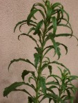 DSC08515.JPG