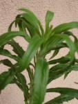 DSC08513.JPG