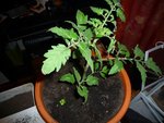 Un plant de tomate cherry et j'ai repiqué trois pieds de basilic