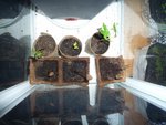 des plants d'ipomées qui attendent le chaud pour aller dehors.