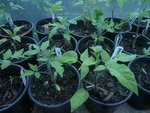 les tomates en pot avant mise en PT.jpg