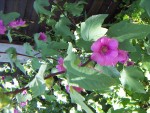 PICT0021.JPG