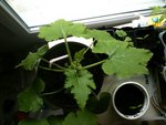 courgette