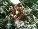 Champignon qui pousse dans le pot des courgettes normal ???