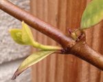 Gros plan sur les bourgeons attaqués du jasmin