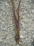 Feuilles du Phormium
