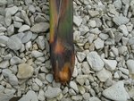Base de la feuille du Phormium