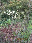 2012-04-26 cornus et Cie x.jpg