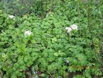 2012-04-26 viburnum x.jpg