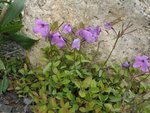 Quelques feuilles, fleurs et tiges