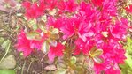 fleur1.JPG
